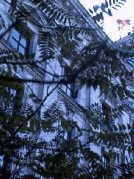 Tree branches with buildings in background, German flag at top