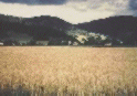 grain fields, dark hills in background
